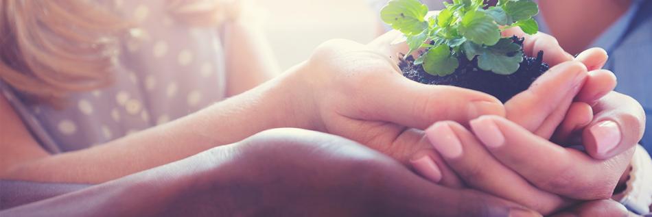 Bild på händer som håller en grön växt i jord.