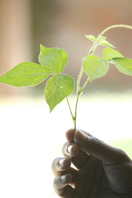 Hållbarhet Planta