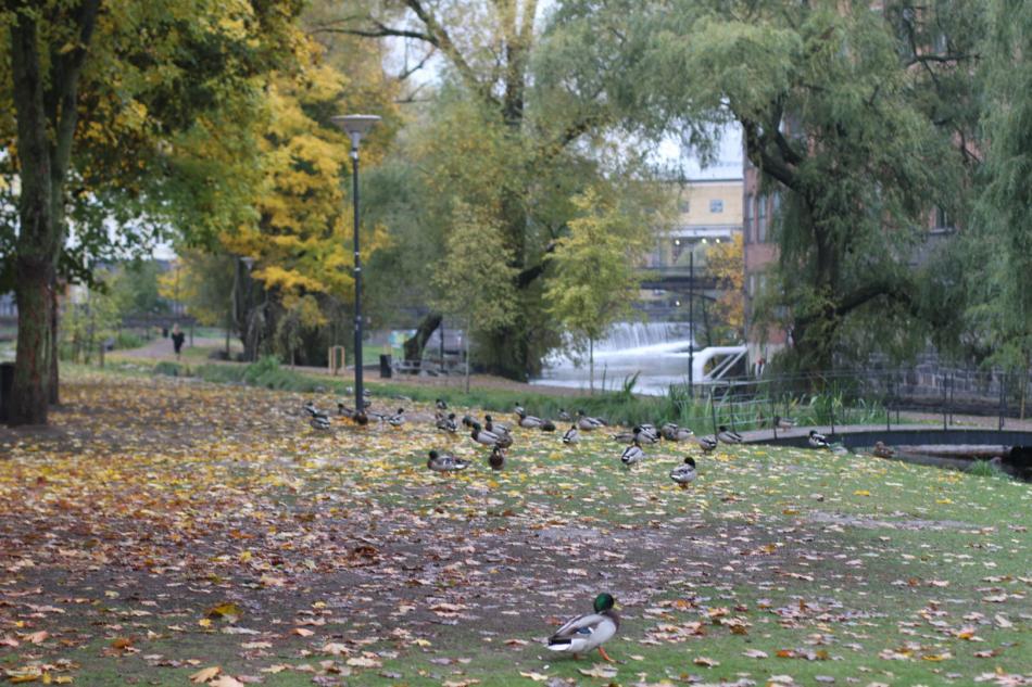 Strömparken, Norrköping