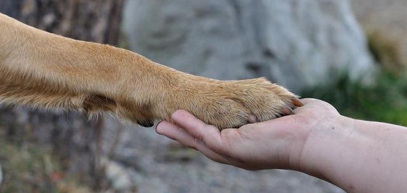 Hund-människa
