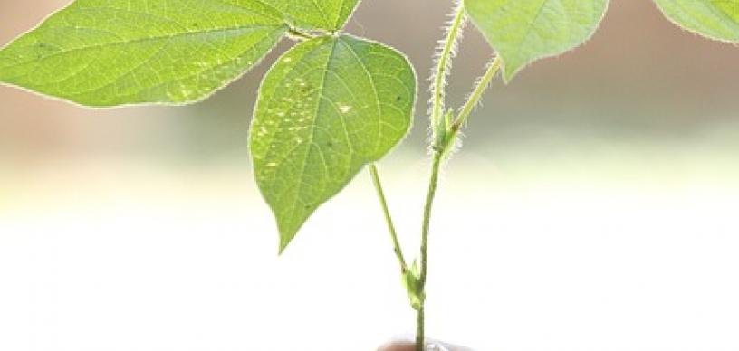 Hållbarhet Planta