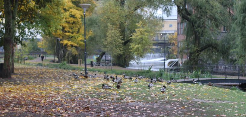 Strömparken, Norrköping
